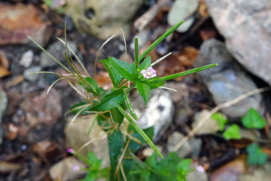 Epilobium da identificare